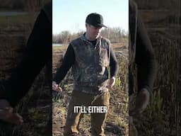 Stopping Invasive Species & Erosion | Waterfowl Management #shorts