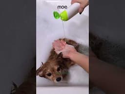 Shampoo Label = Science Textbook? Here's What Pet Parents Miss!