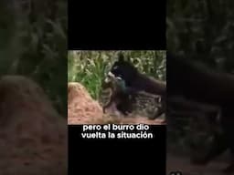 Burro vs Hiena  ¡El ataque inesperado!