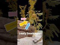 Sea Dragon | Leafy seadragon