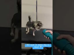 Wtf mind of crazy demon dog is this?! #dog #funny