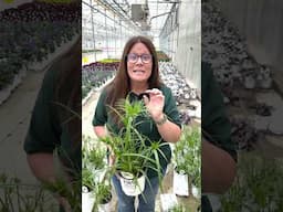 Plant Of The Day: Graceful Grasses® Prince Tut 30% Off (June 10, 2025)