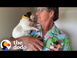 Dad Treats The Senior Chihuahua He Didn't Even Want Like Royalty | The Dodo