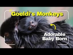 Our first primate birth | Goeldi's Monkey Baby