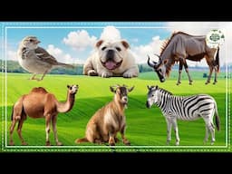 Discover Animal Sounds: Horse, Dear, Panda, Buffalo, Elephant, Calf, Cat, Shark - Animal Sounds