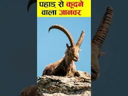 पहाड़ से कूदने वाला जानवर। An animal jumping from a mountain. #facts #strangeanimals