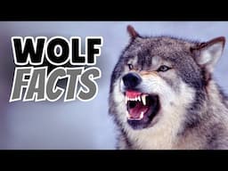 25 Mind Blowing Wolf Facts That Will Leave You Speechless