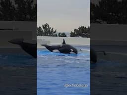 A family that slides out together stays together! Here's to these reunited mother & daughter orcas