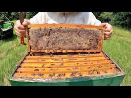 Honey Harvest 2025: 80 Pounds of Liquid Gold!