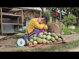 17 year old Mai harvested her grandmother's precious melon garden and went to the market to sell