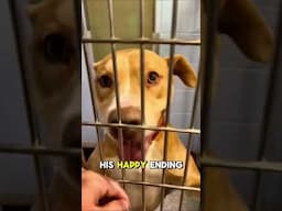 From shelter life… to THIS ❤️😭 Watch Full Story ☝️