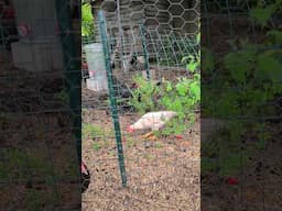 Picking Strawberries for the baby Chickens. #backyardchickens #foodforest #gardening