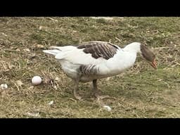 Geese good or bad | My Croatian Homestead | homesteading