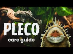 Beginner's Guide to Plecos