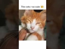 Daily Memes Pt:30 #shorts #youtubeshorts #memes
