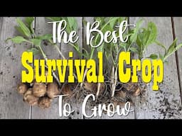 The Best Survival Crop to Grow ~ Jerusalem Artichokes