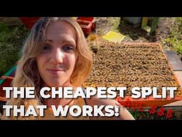 Beekeeper's Secret: Easiest Hive Split You'll Ever Do! / Beekeeping 101 #beekeeping