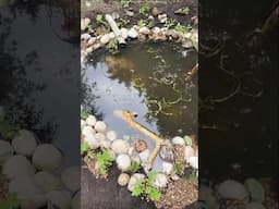 Build a wildlife pond? Yes please #ponds #garden #design
