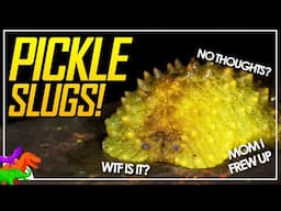 New Zealand Has Pickle Slugs! (ft. @HenrythePaleoGuy )