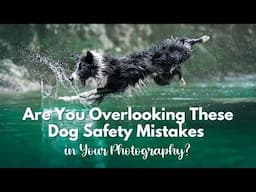 What Every Pet Photographer Should Know About Dog Safety