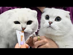 The most adorable big-eyed tube loving cat 😍