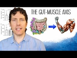 The Gut-Muscle Axis: Why Fiber is the New Protein