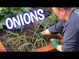 Planting out (transplanting) onions into the garden