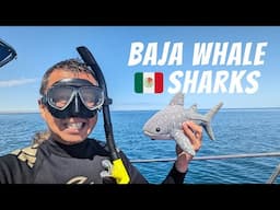 WE SWIM WITH BAJA WHALE SHARKS | La Paz VIP Tours Mexico