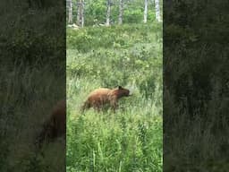 Wild Bear with cubs spotted Alberta Canada #waterton #canadamalayalamvlogs