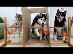 Simultaneous IQ Test For THREE DOGS at Once! My Husky is a Genius!