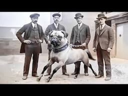 20 Extinct Dog Breeds That Shaped the Dogs We Know Today