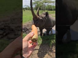 How a Rhino eats a Carrot