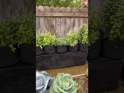Small Space, Big Harvest - My Favorite Container Garden Hack #tbt #containergardening