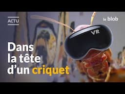 Criquets : la réalité virtuelle révèle leur individualité