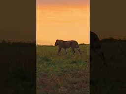 An African Morning: Sunrise and Lions!! | #Wildlife #ShortsAfrica