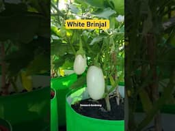 गमले में उगाया सफ़ेद बैगन | White Brinjal in my terrace garden #gardening #terracegardening