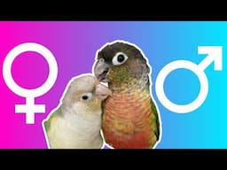 Green Cheek Conure Double DNA Test Results - Are Scampi and Pickles Male or Female | BirdNerdSophie