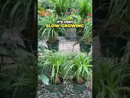 Ponytail Palm: The Low Maintennce Gem Every Gardener Needs! #garden #plantssparkjoy #plants