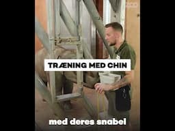 Bag kulisserne med elefanterne 🐘👀