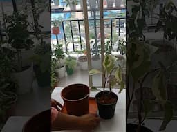 Pepromia plants repoting/indoor plants repoting