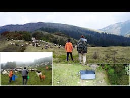 Himalayan shepherd people with their sheep herd in Nepal || shepherd life @ruralnepalquest