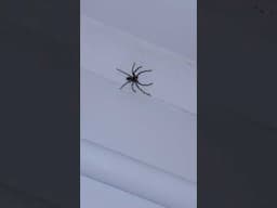 Encounter with Australian spider GONE WRONG!!