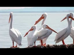 American White Pelican: Discover This Majestic Bird