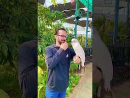 The Chirpy Birds Park | Bahria Town Karachi #birdpark #parrotlover #faisaljavedtv #birdsounds