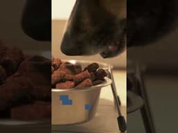 Does animal testing benefit animals? Fact-checking episode 11  #animalresearch  #science