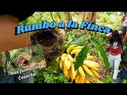 Nos fuimos de cosecha, mini-vlog en la finca😁😮👌