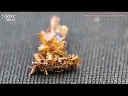 This carnivorous caterpillar wears its prey | Science News