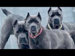 True, or false? Cane corso: descendant of ancient war dogs?