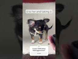 Does your Chihuahua have food aggression? Follow these tips