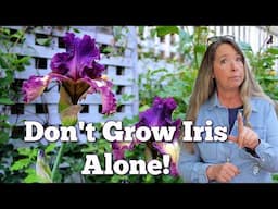 Best Companion Plants for Bearded Iris